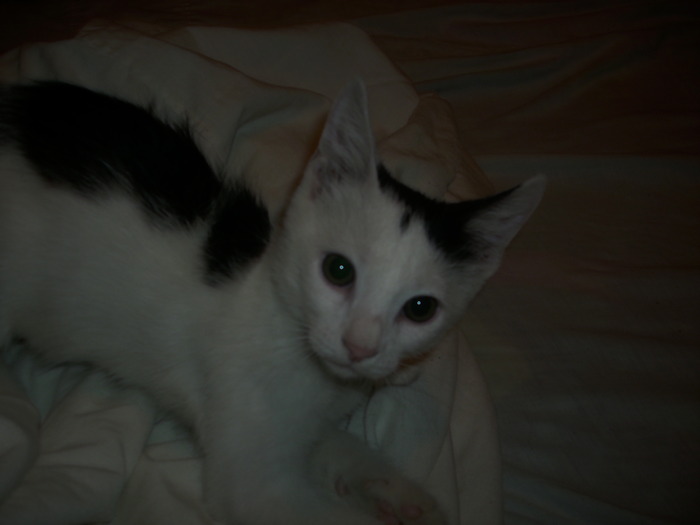 Bijou - my kitty