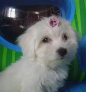  - my puppy blondie