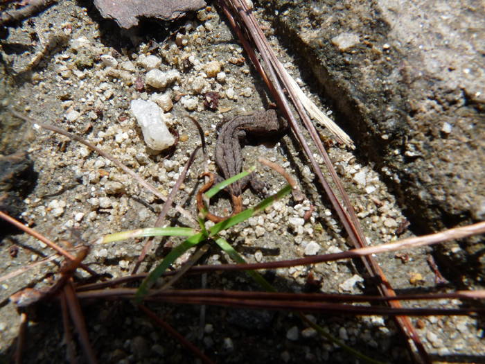 P1000876; the smallest lizard ever!!
