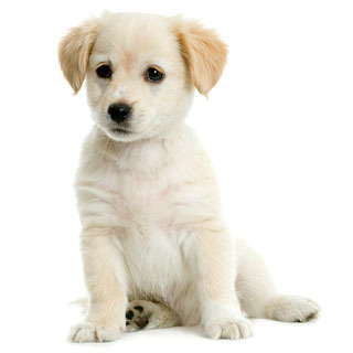 cute-puppy[1] - Cats and Dogs