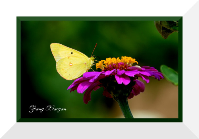 DSC_8969 - Butterfly2