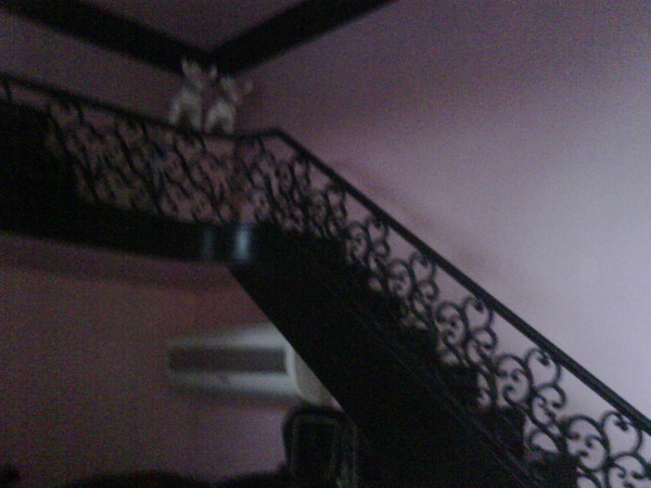 Inside the puppy house, a beautiful staircase and even an air conditoner - Where my Puppies Live