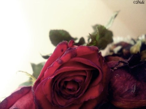 _____________________________________________________- - x-- I Love Roses --x