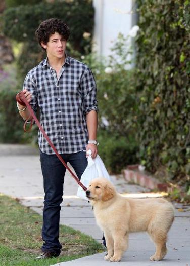 nick_jonas_with_his_new_puppy
