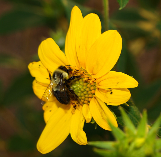 bee flower-26