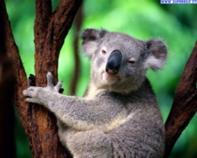 koala_10