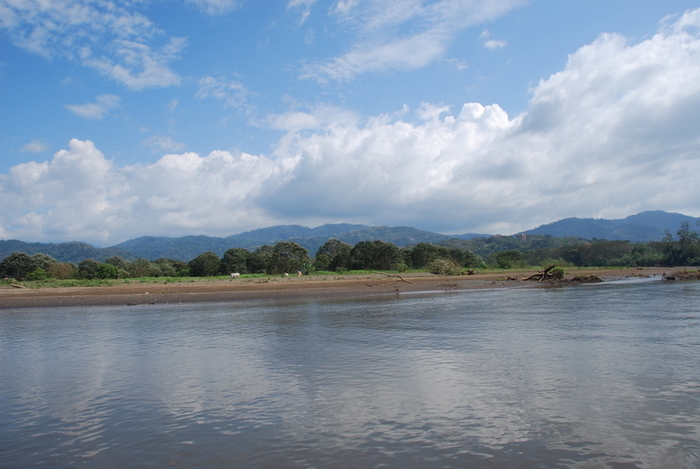 Crocs river - Costa Rica
