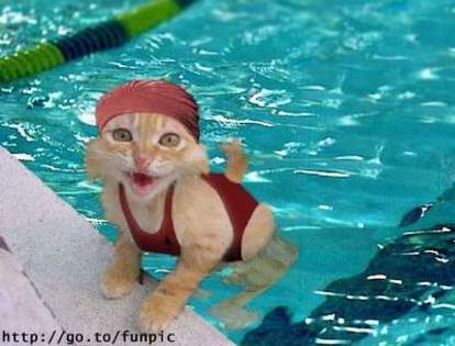 cat-swim[1]