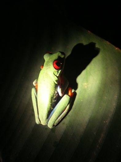 bright red eyes; Green poison frog with bright red eyes
