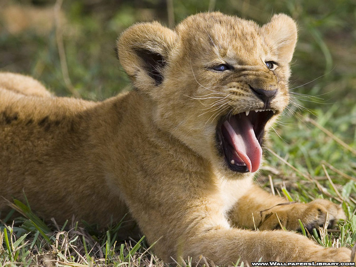 baby lion