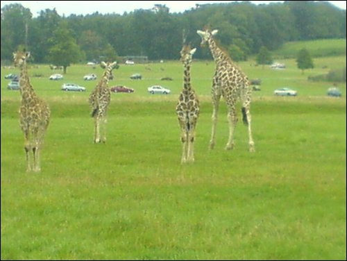 giraffes