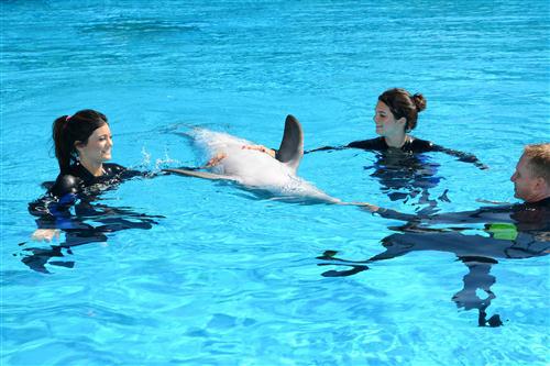 2012 5 15 2012 Dolphin Trainer For A Day 97