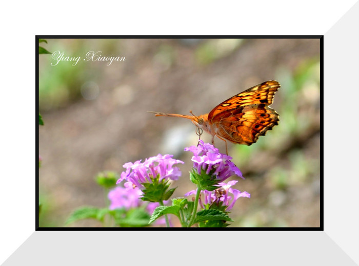 DSC_9453 - Butterfly2