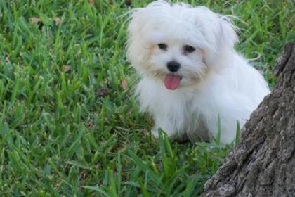 adorable-christmas-maltese-puppy-ready-for-adoption--4eb99f84727ac8aec57f - Copy