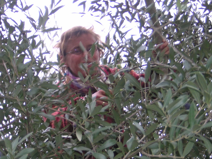 olive picking, climbing in the trees - Italy_since October 09