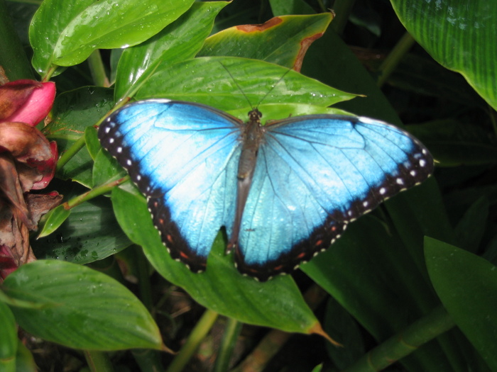 Butterfly_at_the_Butterfly_Farm_on_Antigua