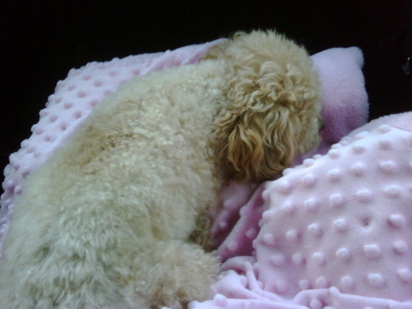 MAUI IN Her blanket