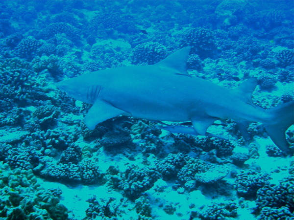 saw 10 of these sharks while scuba diving, only a few feet away from me. So cool