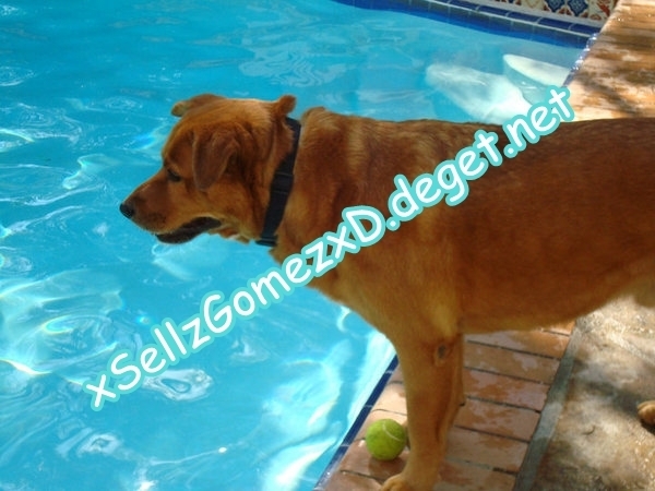 so thats my doggie Willie at the pool ! - Some proofs