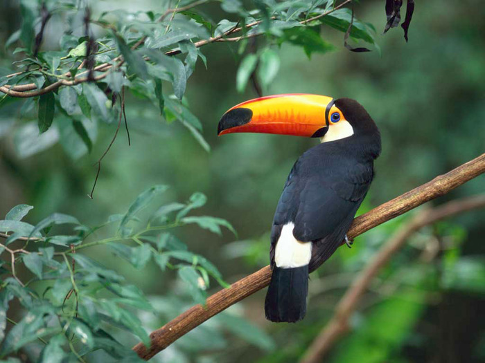 Toco Toucan - pictures of nature