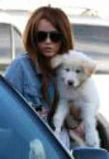 miley-cyrus-puppy-new%20(1)