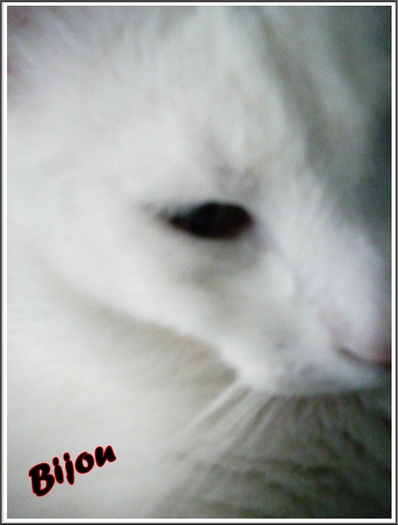 ^^Bijou^^ - x Bijou my kitty x