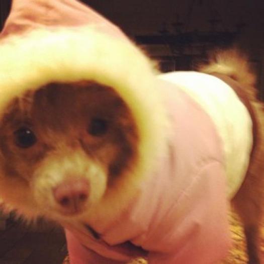 #aww. check out dolche\'s new outfit. haha