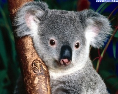 koala_6