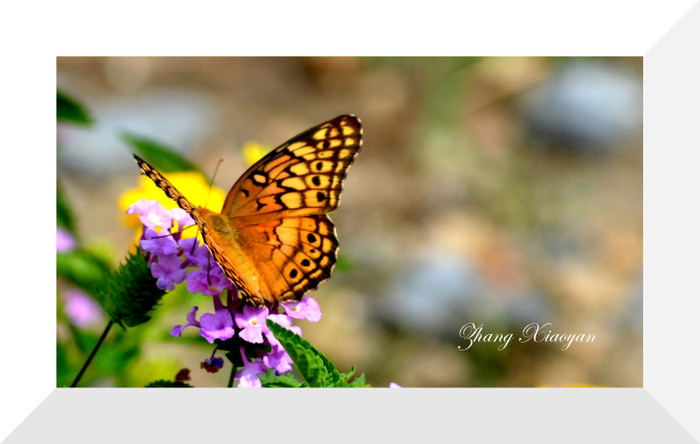 DSC_9538 - Butterfly2