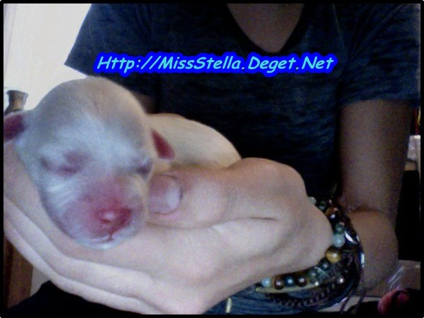 uhh, not the BEST pic, she looks scary but... you get the point. theyre 5 hours old, and they\'re te