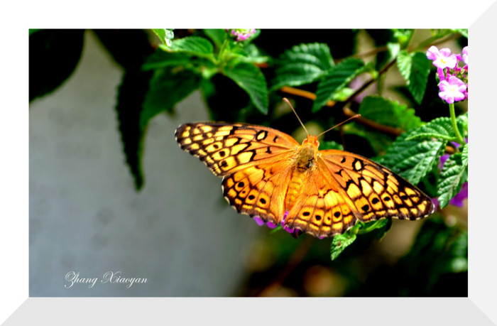 DSC_9483 - Butterfly2