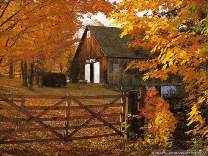 autumn-barn-in-fall-leaves-wallpapers-1024x768 - Most Beautiful Landscapes