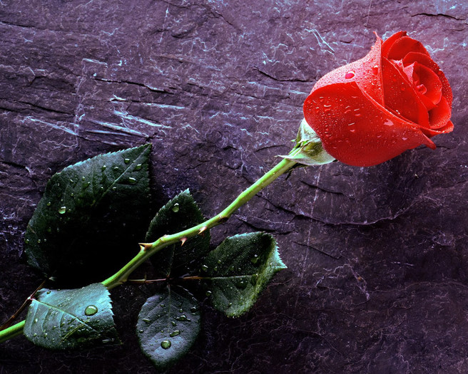 beautiful-red-rose-wallpaper-1280x1024-0151[1] - Landscapes