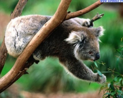 koala_2