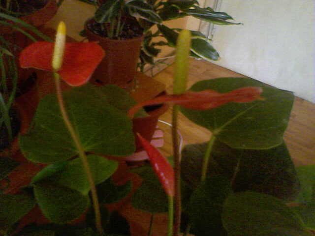 Anthurium rosu - my flowers