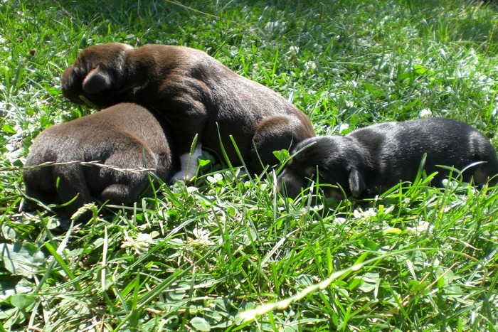 Ziya, Talih and Yashi - Masha and her puppies