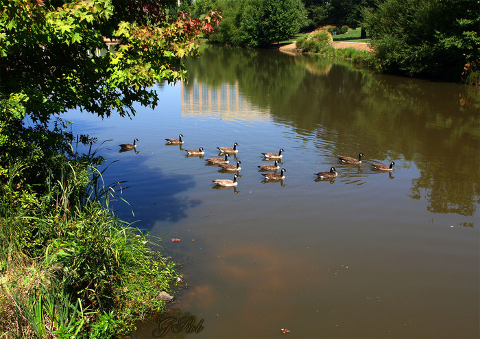 lake ducks-26 - A day at the lake