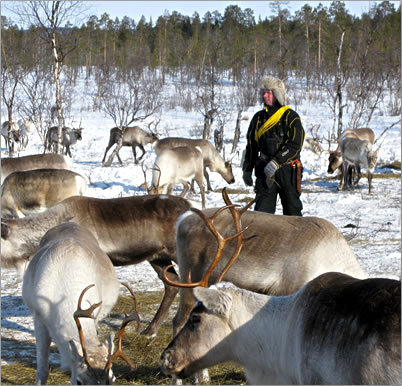 Lapland-Winter-Reindeer - nice country