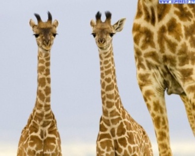 giraffe_2