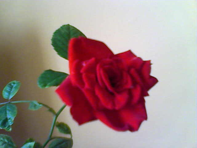 rosa - my flowers
