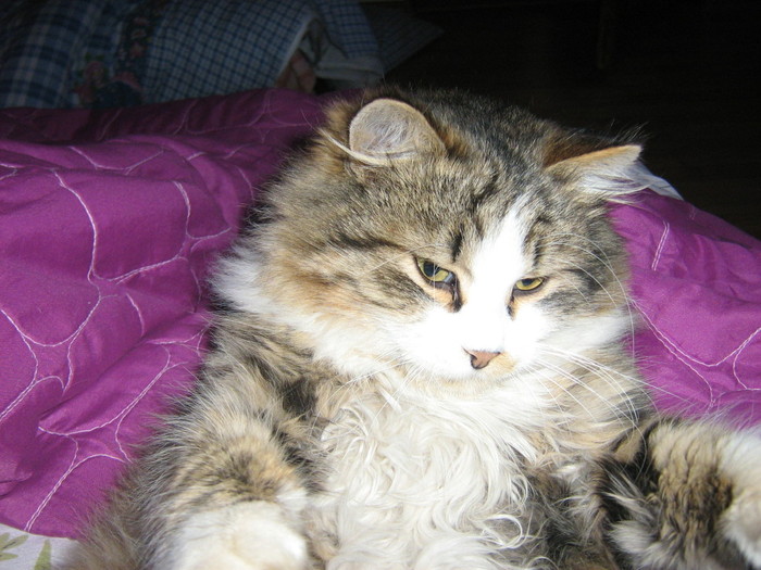 lepsa nov 2009 212 - My cat