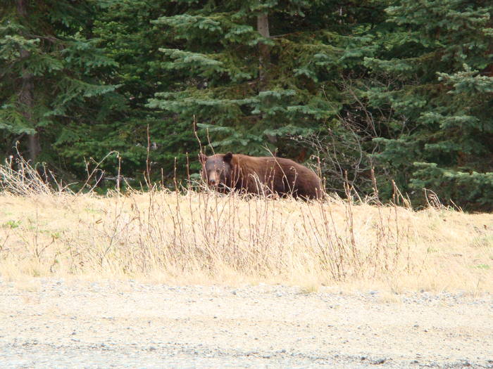 Bear Yukon/Alaska 02
