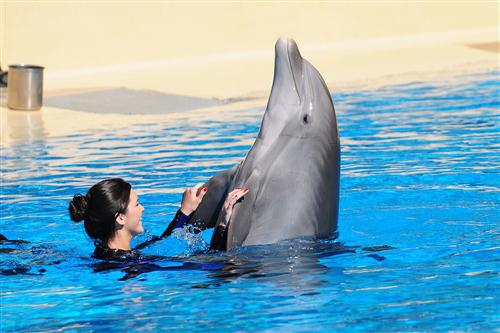 2012 5 15 2012 Dolphin Trainer For A Day 7