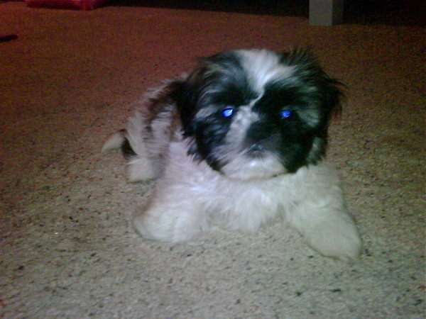 :X - There is my puppy Bella