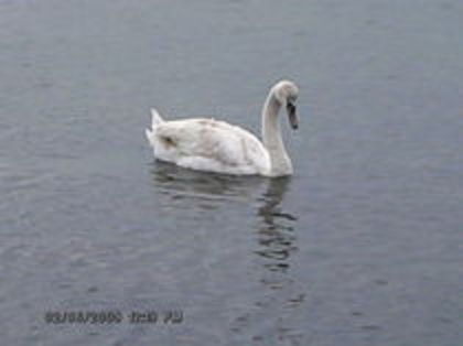 Swan - Bulgaria 2008