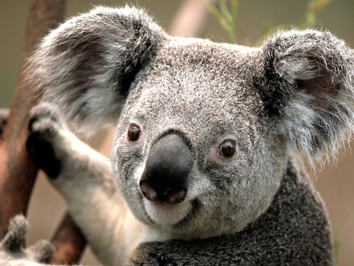 Koala - Am I Stupid or NO