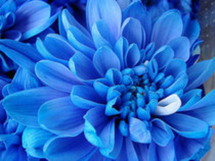 Flower - x -Blue