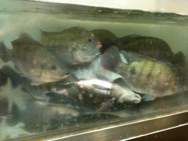 The upside fishis alive yay:o