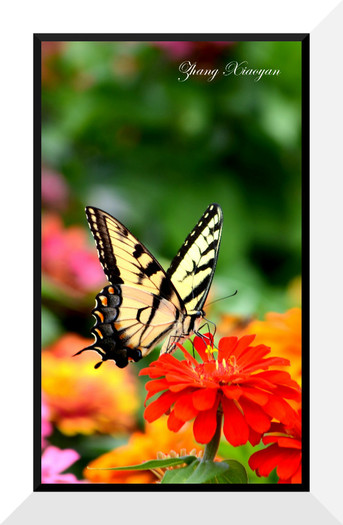 DSC_9184 - Butterfly