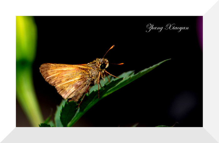 DSC_9063 - Butterfly2